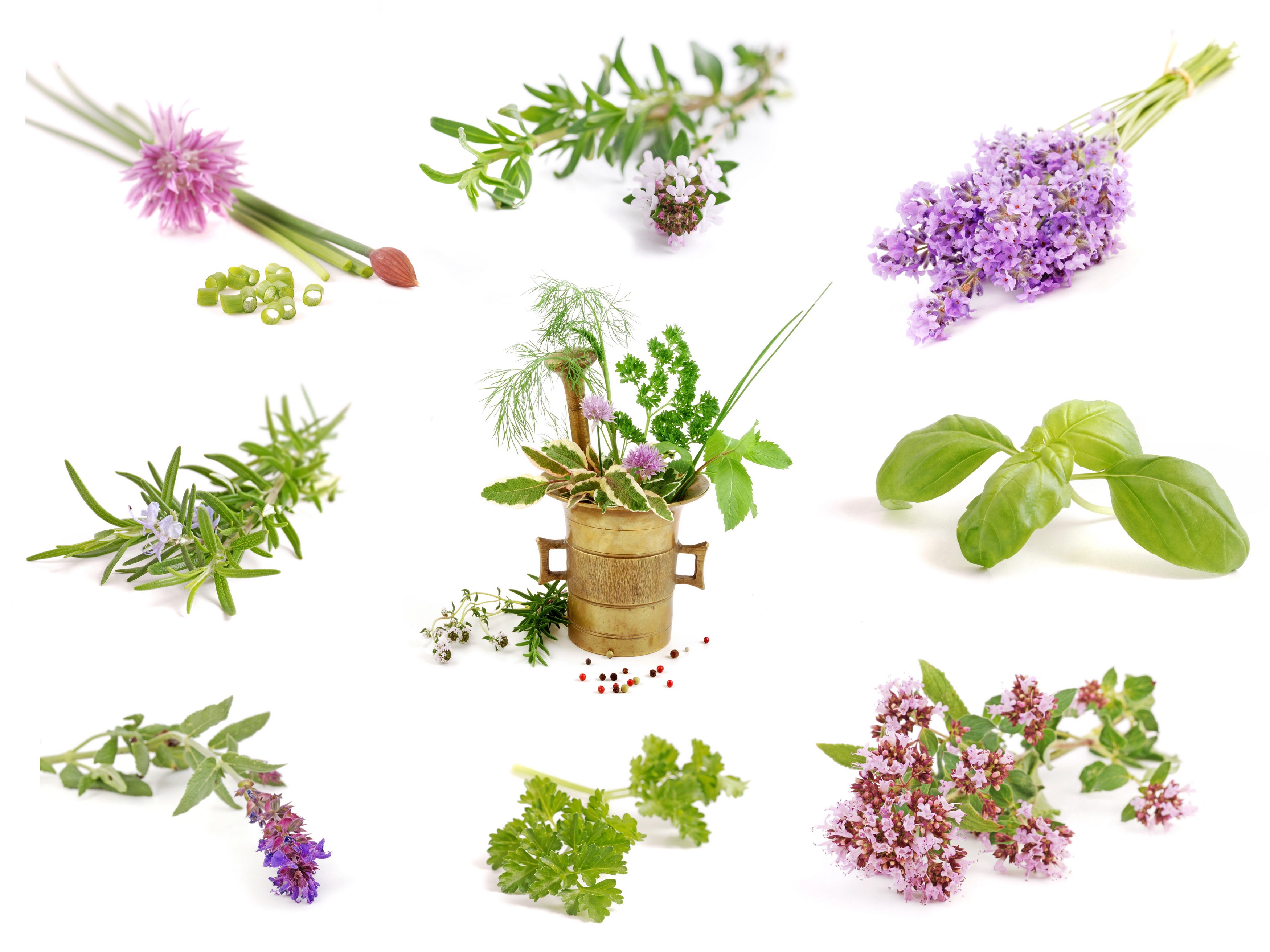 Homeopatia_rośliny