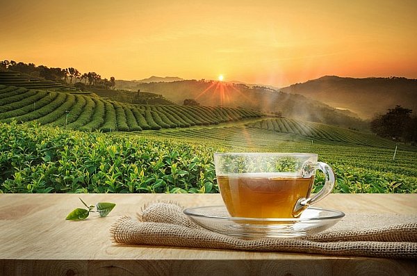 Herbata: napój pobudzający nas od prawie 5 000 lat