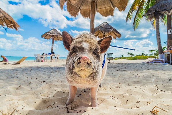 Wakacje, plaża, romantyka, Bahamy i … świnie!